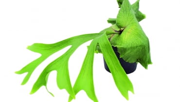 Paproć łosie rogi często oplata doniczkę kilkoma warstwami szerokich liści okrywowych. Paproć łosie rogi często oplata doniczkę kilkoma warstwami szerokich liści okrywowych.