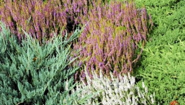 OGROD JESIEN JALOWIEC PLOZACY WRZOSY FOT. LILIANNA SOKOLOWSKA PUBLIKACJA KWIETNIK NR 9 (165) - 9 2008 SLOWA KLUCZOWE: OGRODY ROSLINY XNO ZDJĘCIE DO WKŁADKI: PUBLIKACJA KWIETNIK NR 9 (165) - CZASOPISMA