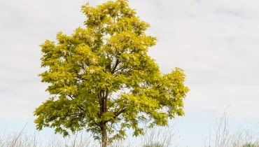 Robinia akacjowa Robinia akacjowa