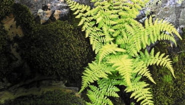 Paprocie różnych gatunków doskonale sprawdzają się na cienistym skalniaku. Paprocie różnych gatunków doskonale sprawdzają się na cienistym skalniaku.