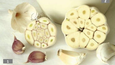 s ROSLINY PRZYPRAWY CZOSNEK ALLIUM FOT. JAROSLAW PRZYBYL PUBLIKACJA OGRODY NR 4 (96) - 4 2007 SLOWA KLUCZOWE: ROSLINY KWIATY ZDJ?CIE DO WK?ADKI: PUBLIKACJA OGRODY NR 4 (96) - CZASOPISMA