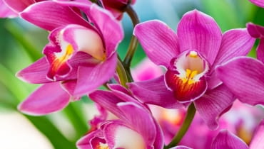 Orchidea Orchidea
