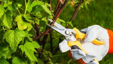 Przycinanie krzewów owocowych Przycinanie krzewów owocowych