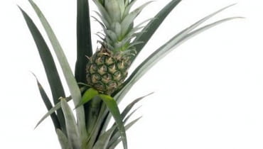 Ananas w doniczce.