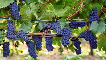 Winorośl 'MARECHAL FOCH' Ta odmiana poradzi sobie na wysokich trejażach i pergolach. WINOROSL VITIS MERECHAL FOCH WINOGRONA WINOGRONO PNACZE FOT. ROMAN MYSLIWIEC ODBITKA PUBLIKACJA OGRODY NR 10 (78) - 10.2005 SLOWA KLUCZOWE: ROSLINY OWOCE