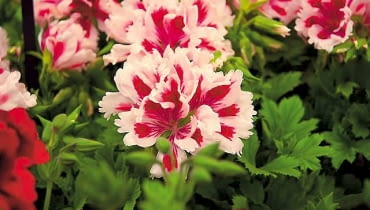 Pelargonia wielkokwiatowa. Szeroko rozpościera pędy, dorastając do 60-80 cm. Kwiaty są jedno- lub dwubarwne, białe, różowe, czerwone Pelargonia wielkokwiatowa. Szeroko rozpościera pędy, dorastając do 60-80 cm. Kwiaty są jedno- lub dwubarwne, białe, różowe, czerwone