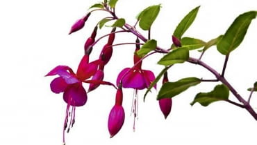 Fuksja. Rośliny doniczkowe Fuksja. Rośliny doniczkowe