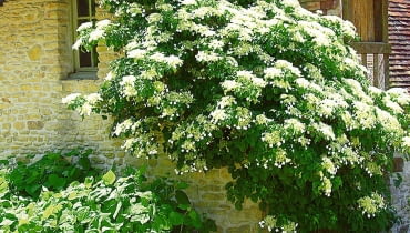 Pnącze hortensji szybko się rozrasta i może osiągać wysokość do 15 metrów HORTENSJA PNACA HYDRANGEA PETIOLARIS PNACZE TACZKA FOT. BEATA GAWRYSZEWSKA PUBLIKACJA OGRODY NR 12 (80) - 12.2005