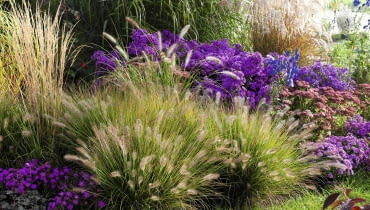 Puszyste kłosy rozplenicy Herbstbeet mit Gr sern : Pennisetum compressum 'Hameln' ( Federborstengras ), Aster ( Herbstastern ), Sedum telephium 'Herbstfreude' ( Fetthenne ), Miscanthus ( Chinaschilf ), Aconitum ( Eisenhut ) 61046824, 61046825 SLOWA KLUCZOWE: msgnp11 000 Garten draussen quer Herbst Beet Stauden Gr ser pink blau purpur