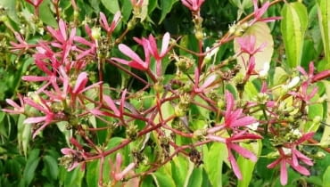 Heptakodium chińskie to krzew o ozdobnych białych kwiatach i różowych owocach przypominających kwiaty Heptakodium chińskie to krzew o ozdobnych białych kwiatach i różowych owocach przypominających kwiaty