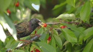 Szpaki obsiadają czereśnie całymi stadami i robią wielkie szkody. Drzewa najlepiej okryć gęstą siatką, gdy owoce są jeszcze zielone. 31.05.2004 WARSZAWA DRZEWA OWOCOWE CZERESNIE PTAKI SZKODY FOT. PAWEL SLOMCZYNSKI / AGENCJA GAZETA PUBLIKACJA MAGNOLIA NR 7 (3) - 7 2012 SLOWA KLUCZOWE: PTAKI OWOCE