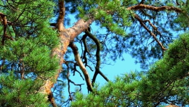 Zdrowa sosna ma ceglastą bądź jasnobrązową łuszczącą się korę. Wyciek żywicy może świadczyć o ataku korników - na korze widoczne są też liczne otworki. Jeśli ich nie ma, winowajcą jest chorobotwórczy grzyb.