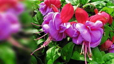 Fuksja 'WINSTON CHURCHILL' zakwita bardzo obficie pełnymi kwiatami na wzniesionych łodygach.