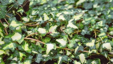 Bluszcz biało-zielony ROSLINA PNACZE BLUSZCZ POSPOLITY HEDERA HELIX ODMIANA ' GOLDHEART ' FOT. LILIANNA SOKOLOWSKA PUBLIKACJA OGRODY NR 1 (105) - 1 2008 SLOWA KLUCZOWE: ROSLINY