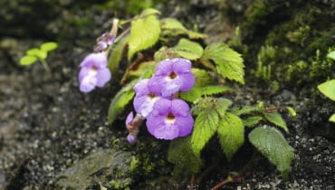 Achimenes pyrophaea Achimenes pyrophaea SLOWA KLUCZOWE: gesneriowate Rozmyte Średnia jakość