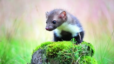 Kuny są wszędobylskie, ciekawskie i towarzyskie. Co niestety oznacza, że za jednym osobnikiem pod nasz dach mogą trafić kolejne Kuny są wszędobylskie, ciekawskie i towarzyskie. Co niestety oznacza, że za jednym osobnikiem pod nasz dach mogą trafić kolejne