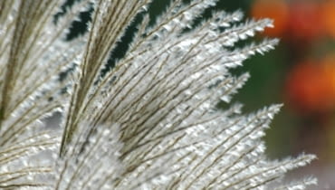 Miskant chiński (Miscanthus sinensis) 'Silberfeder'