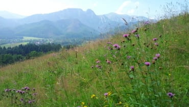 Panorama Tatr. Panorama Tatr.