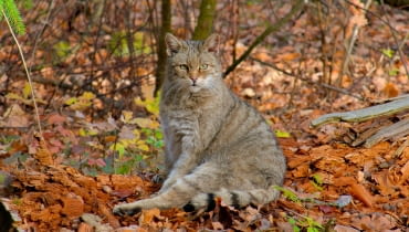 Żbik europejski Żbik europejski