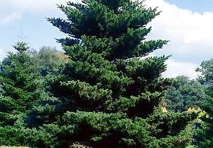 Jodła koreańska (<b><i>Abies koreana</i></b>)