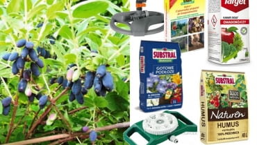 Jagoda kamczacka Jagoda kamczacka