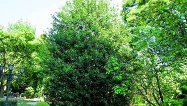 Regularnie przycinane okazy ostrokrzewu kolczastego przez cały rok zdobią parki i ogrody zwartym efektownym pokrojem i barwami listków. Regularnie przycinane okazy ostrokrzewu kolczastego przez cały rok zdobią parki i ogrody zwartym efektownym pokrojem i barwami listków.