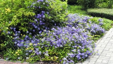 Powojnik 'Arabella' z grupy Integrifolia może występować w ogrodzie w roli rośliny okrywowej