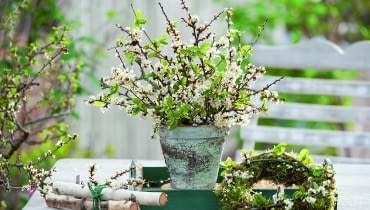 Wiśniowy sad w miniaturze ze ściętych gałązek wstawionych do wody. Obok wianek upleciony z mchu i 'oprószony' wiśniowymi kwiatkami niczym śniegiem. eStrau und Kranz aus Prunus spinosa ( Schlehe ) und Betula ( Birke ), Birkenstmme zusammengebunden