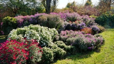 Kolekcja astrów, czyli popularnych marcinków - doskonała inspiracja na jesienną rabatę. Kolekcja astrów, czyli popularnych marcinków - doskonała inspiracja na jesienną rabatę.