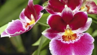 'Vulcain' - jedna z odmian mieszańcowych.