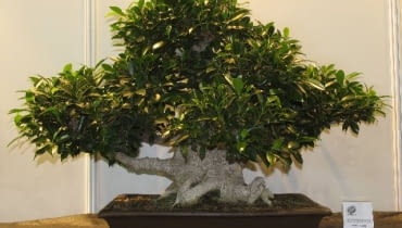 Bonsai figowiec Bonsai figowiec