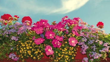 Różowe petunie, czerwone pelargonie, żółta polegnatka i liliowe werbeny Różowe petunie, czerwone pelargonie, żółta polegnatka i liliowe werbeny