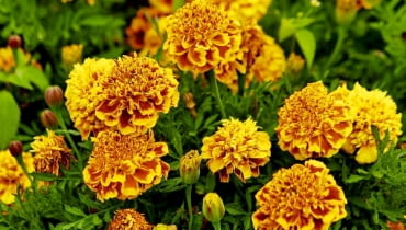 Z kwiatów jednorocznych najlepsze będą: aksamitka... ROSLINY KWIATY : AKSAMITKA ROZPIERZCHLA ' SAFARI SCARLET ' TAGETES ERECTA FOT. WIESLAW GAWRYS PUBLIKACJA KWIETNIK NR 5 (173) - 5 2009