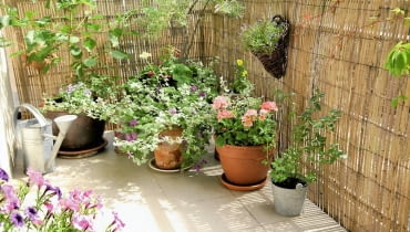 <B>Balkony coraz częściej stają się przedłużeniem wnętrza, dodatkową przestrzenią, w której - kiedy tylko aura na to pozwoli - chętnie wypoczywamy. Dlatego poświęcamy im coraz więcej uwagi. Oto trzy propozycje urządzenia niewielkich balkonów.</B> <BR >BALKON - WIEJSKA SIELANKA. Choć to niemal środek miasta, gospodyni nazywa swój balkon wiejskim ogródkiem. Kwiaty i kolory są tu mocno przemieszane, ale każda kompozycja została przemyślana. Różnorodność w doborze roślin i doniczek, romantyczne dodatki (koronkowy obrus robiony na szydełku, filiżanki) tworzą nieco staroświecki klimat. <BR >Na balkonie znalazły się też... drzewa liściaste, rzadko uprawiane w donicach: oliwnik wąskolistny (o późno opadających dekoracyjnych liściach, z obu stron pokrytych srebrzystymi włoskami) oraz olcha. Szybko się rozrastają - gdy będą już za duże na balkon, trzeba je przesadzić do gruntu. Mogą zimować na zewnątrz bez szczególnej ochrony pojemników przed mrozem.