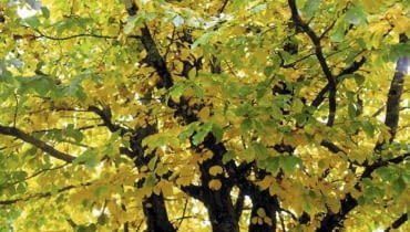 Parocja. Na naturalnych stanowiskach parocja dorasta do wysokości 25 m. Rośnie bardzo wolno - 150-letnie drzewa osiągają zaledwie 15 m. Dolne gałęzie warto usuwać, by wyeksponować interesującą korę pnia Parrotia persica (Persian parrotia) in autumn colour SLOWA KLUCZOWE: outdoor, outside, nobody, australia, plant portrait, Parrotia, p