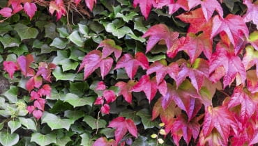 Winobluszcz trójklapowy