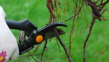 Sadzenie drzew z gołym korzeniem. Długie korzenie należy skrócić, a uszkodzone - usunąć Sadzenie drzew z gołym korzeniem. Długie korzenie należy skrócić, a uszkodzone - usunąć