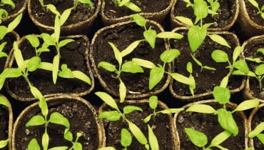 Choroby siewek atakują masowo różne rośliny. Sprzyja im wysoka wilgotność i temperatura powyżej 15°C. Do infekcji dochodzi w ziemi ogrodowej i w pojemnikach. Choroby siewek atakują masowo różne rośliny. Sprzyja im wysoka wilgotność i temperatura powyżej 15°C. Do infekcji dochodzi w ziemi ogrodowej i w pojemnikach.