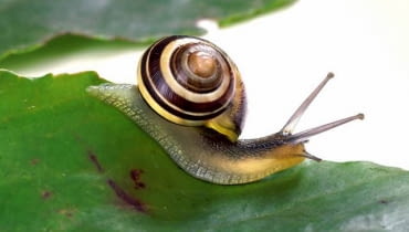 Gdy na naszych roślinach zauważymy niechcianych sublokatorów, możemy spróbować domowych sposobów. Atak np. mszyc można zatrzymać, wstawiając roślinę do wanny i zmywając silnym strumieniem wody (kąpiele trzeba powtarzać). Wiele roślin wytwarza też substancje, które w sposób naturalny chronią przed szkodnikami, trzeba tylko sporządzić z nich napary, wyciągi lub gnojówki. Po przecedzeniu przez sito i opryskujemy chore rośliny. Pomocne są m.in.: aksamitki (wyciąg z 1 kg suszu niszczy mszyce, wywar zwalcza choroby grzybowe), bylica piołun (gnojówka płoszy mrówki, susz odstrasza gryzonie, ślimaki i przędziorki), cebula (pomaga w walce z mszycami, grzybami i przędziorkami; plasterkiem możemy smarować plamy na liściach), tytoń (odwar z 10-12 papierosów unieszkodliwi mączliki, miseczniki, mszyce), a także ziemniaki (wyciąg z łodyg i liści przegoni mszyce, przędziorki i gąsienice motyli). <BR />Ślimaki stołują się na liściach i kwiatach zarówno nocą, jak i za dnia (szczególnie żarłoczne są w czasie deszczu). Zjadają fragmenty roślin lub wygryzają otwory. Zamiast chemicznych metod likwidacji proponujemy albo humanitarne wyzbieranie, albo wkopanie w ziemię pojemniczków z piwem (które ślimaki lubią i w którym po prostu się utopią).