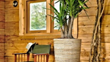 <b> ROŚLINY DONICZKOWE. W naturze osiągają nawet kilkanaście metrów wysokości, w donicach - 'zaledwie' dwa albo trzy. Egzotyczne olbrzymy nadzwyczaj dobrze czują się w naszych domach. </b> <BR /> Juka, wysokość do 3 m. Najlepiej rośnie w miejscach silnie nasłonecznionych. Latem przepada za spryskiwaniem. Stijl: 'Color tone - warm'