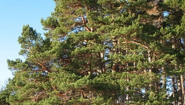 Encyklopedia roślin: Sosna pospolita  Pinus sylvestris