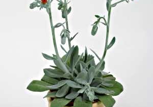 Starzec <i>Secio cephalophorus</i> 10.05.2004 WARSZAWA ANIN CENTRUM OGRODNICZE SWIAT ROSLIN ROSLINY DONICZKOWE SENECIO CEPHALOPHORUS