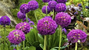 PIERWIOSNEK ZĄBKOWANY preferuje gleby bogate i cięższe (najlepiej gliniaste) i zawsze wilgotne.