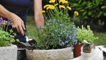 Latem warto dopasować kwiatową oprawę balkonu do pory roku - wystarczy do pojemnika z lobelią dosadzić kwitnące nachyłki i pachnące macierzanki.