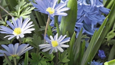 Zawilec powabny (Anemone blanda) SLOWA KLUCZOWE: Keukenhof 2012 Anemone blanda