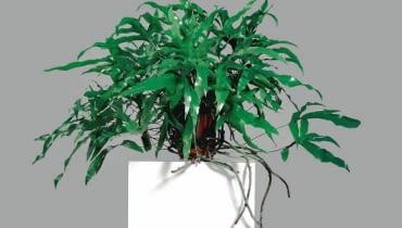 Paprocie nie wysuwają wprawdzie samych korzeni, ale kłącza, czyli zgrubiałe pędy podziemne, nierzadko pokryte miękkimi łuskami. Paprocie nie wysuwają wprawdzie samych korzeni, ale kłącza, czyli zgrubiałe pędy podziemne, nierzadko pokryte miękkimi łuskami.