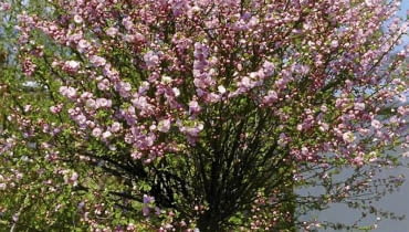 Migdałek szczepiony na pniu. Krzewy ozdobne ONE TIME USE ONLY DO JEDNORAZOWEGO UZYCIA MIGDALEK TROJKLAPOWY PRUNUS TRILOBA DRZEWO LISCIASTE FOT. ADAM MAROSZ SLAJD MALY PUBLIKACJA OGRODY NR 3 (71) - 3.2005 SLOWA KLUCZOWE: DRZEWA KWIATY ROSLINY