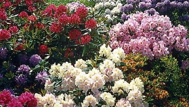Rododendrony odporne na mróz najlepiej posadzić na rabacie z innycmi różanecznikami i azaliami. Na przełomie maja i czerwca tworzą bajeczne widowisko w ogrodzie. Rododendrony odporne na mróz najlepiej posadzić na rabacie z innycmi różanecznikami i azaliami. Na przełomie maja i czerwca tworzą bajeczne widowisko w ogrodzie.
