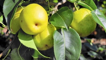 Owoce gruszy japońskiej przypominają kształtem jabłka Owoce gruszy japońskiej przypominają kształtem jabłka