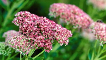 Rozchodnik. Roślina idealna - bardzo odporna, świetnie znosi suszę, chłód i nawet marną glebę. Potrzebuje jedynie słońca; odwdzięczy się za nie pięknymi kwiatami: różowawymi, białymi lub żółtymi. Rozchodnik. Roślina idealna - bardzo odporna, świetnie znosi suszę, chłód i nawet marną glebę. Potrzebuje jedynie słońca; odwdzięczy się za nie pięknymi kwiatami: różowawymi, białymi lub żółtymi.